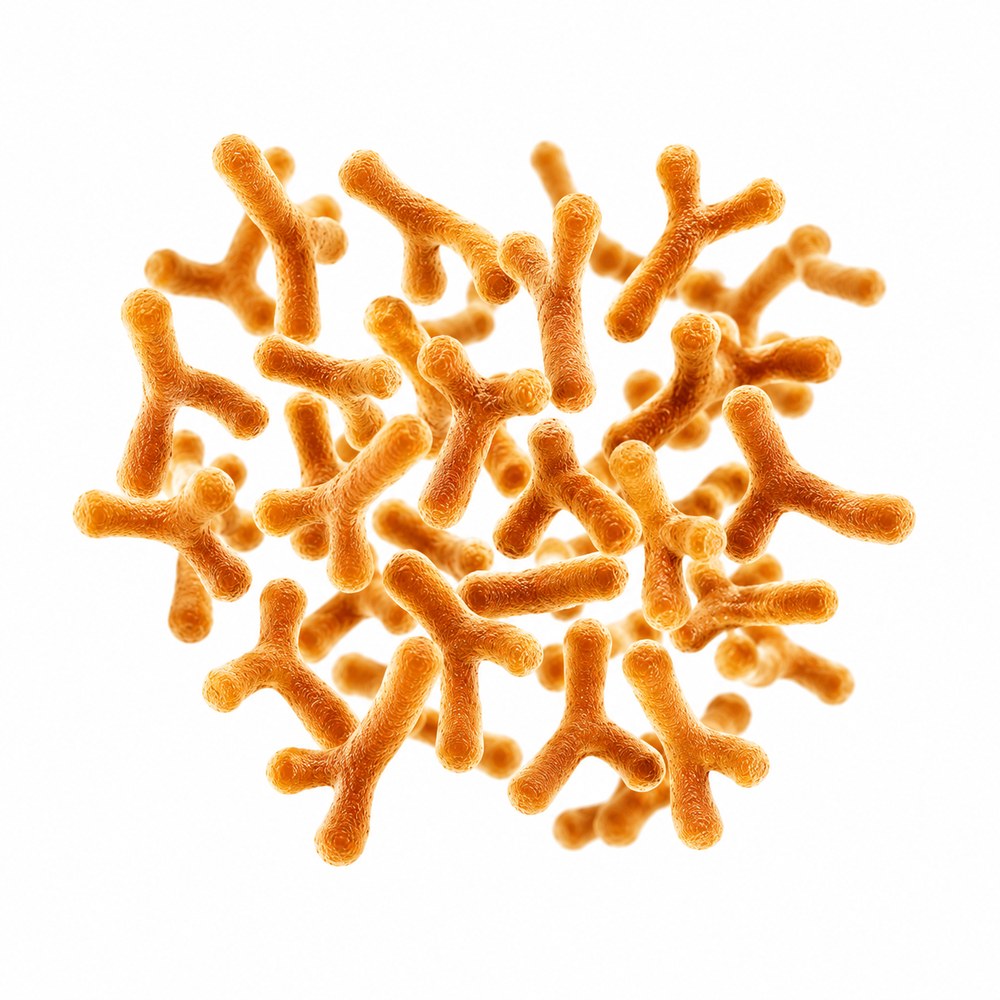 Bifidobacterium infantis